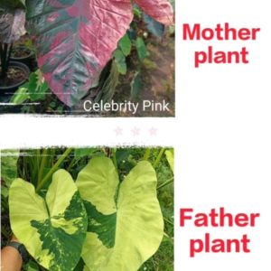 Colocasia NEW HYBRID seeds nr 08