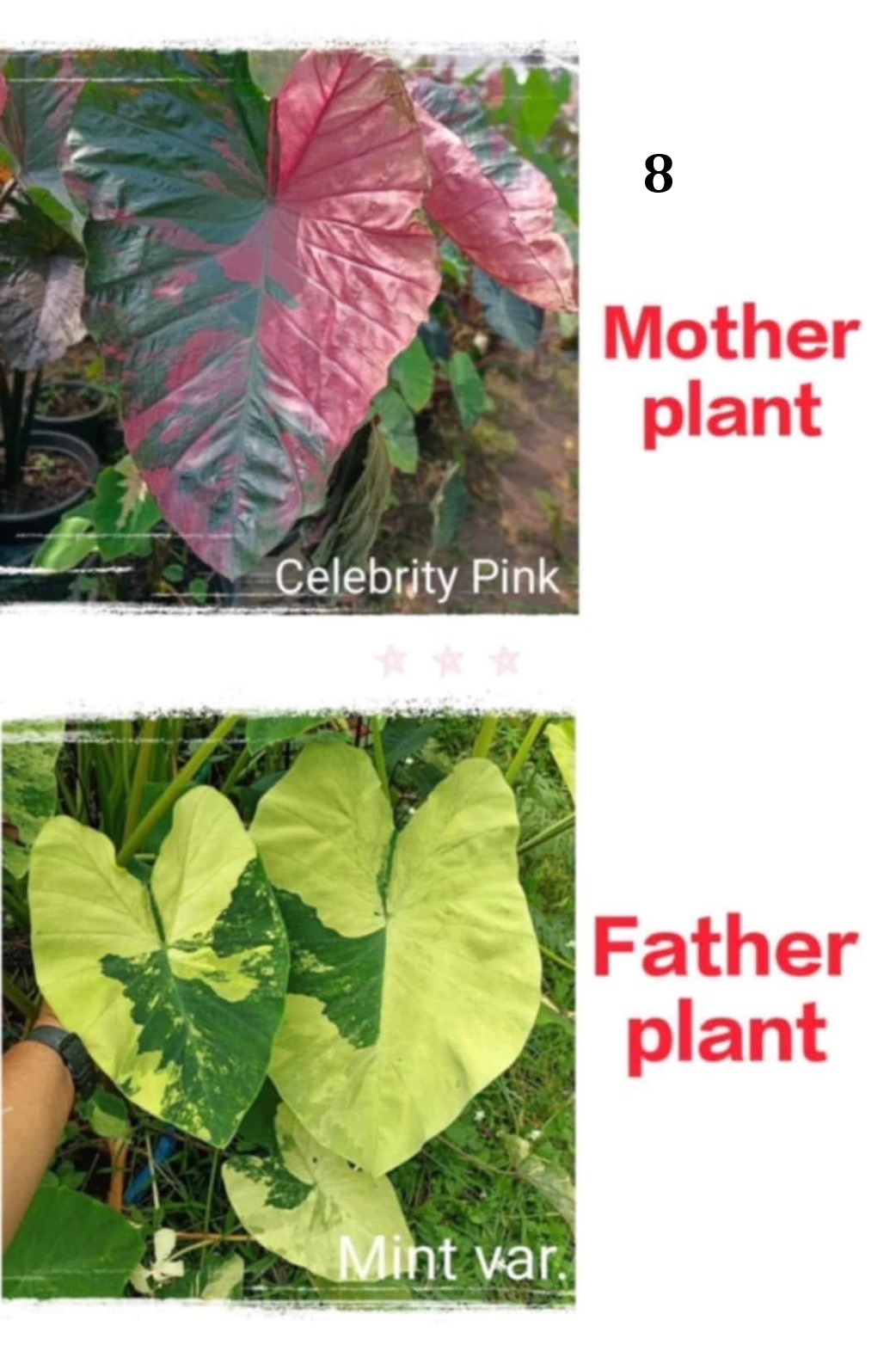 Colocasia NEW HYBRID seeds nr 08