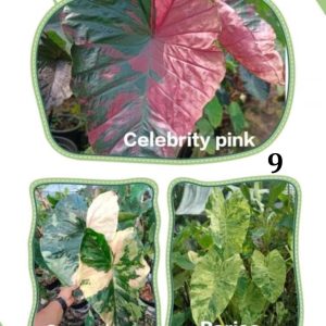 Colocasia NEW HYBRID seeds nr 09