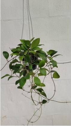 Hoya lucardasiana (large)