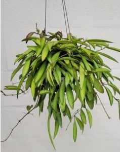 Hoya wayeti (large)
