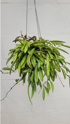Hoya wayeti (large)