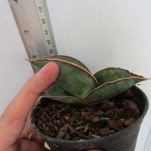 Sansevieria ehrenbergii Banana-shape