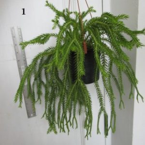 Huperzia phlegmaria Ex. Malaysia