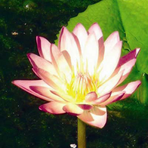 Nymphaea Afterglow