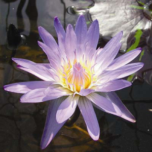 Nymphaea Bagdad
