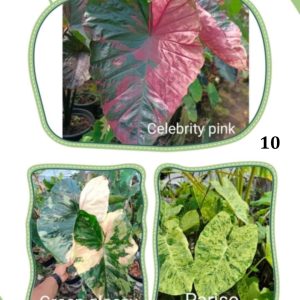 Colocasia NEW HYBRID seeds  nr 10