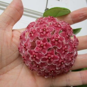 Hoya carnosa red ( rooted cutting )