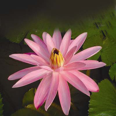 Nymphaea primlarp