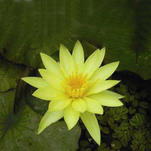 Nymphaea st.louis gold star