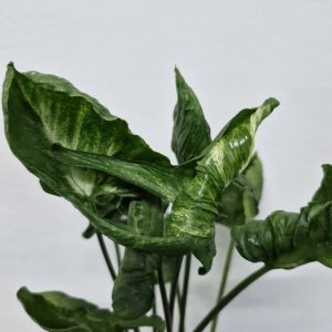 Syngonium godzilla