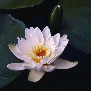 Nymphaea ted_uber