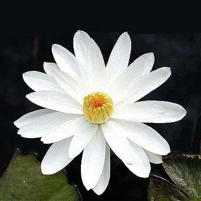 Nymphaea TrudySlocum