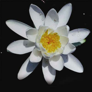 Nymphaea Tuberosa