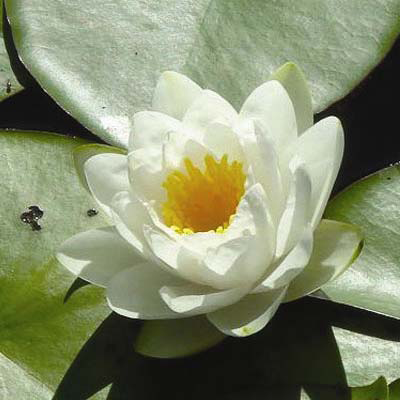 Nymphaea Virginalis