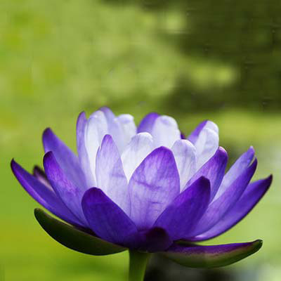 Nymphaea giant