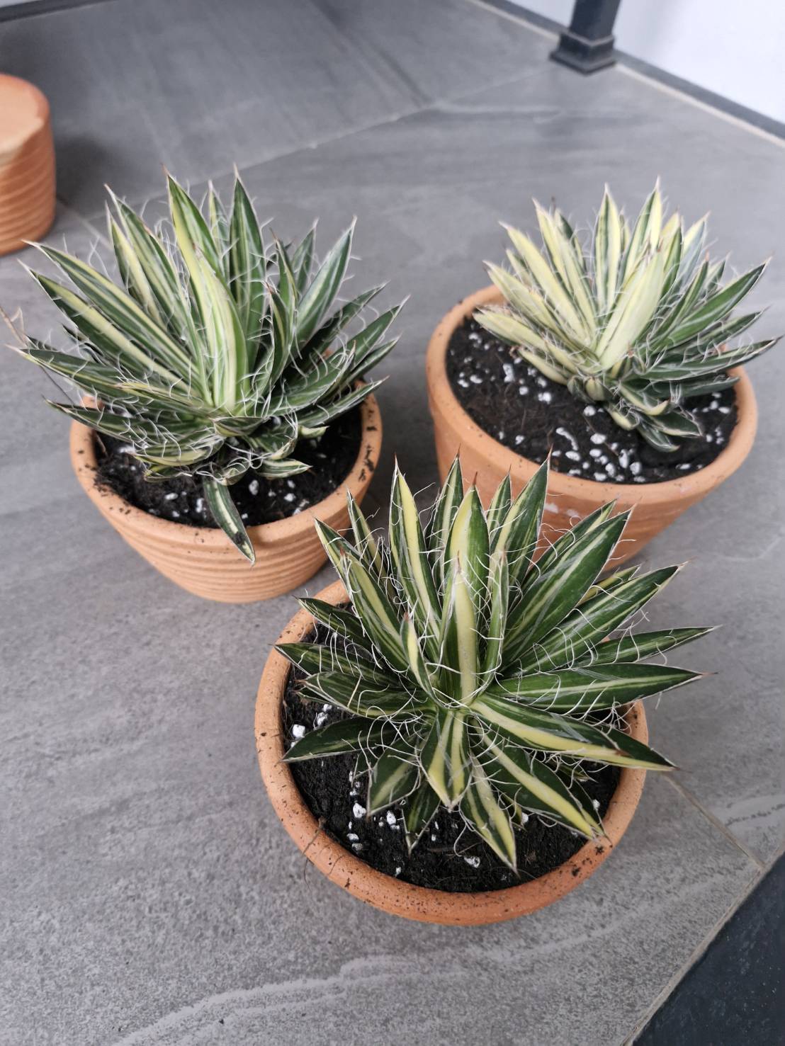 Agave filifera variegata - Image 2