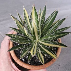 Agave filifera variegata