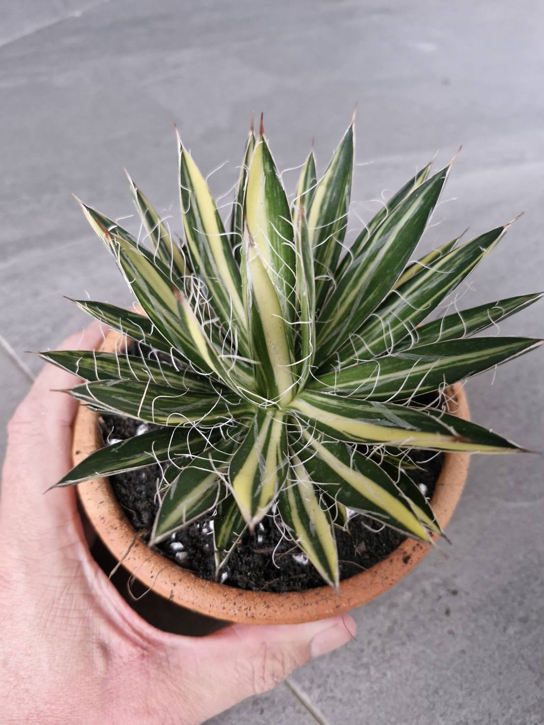 Agave filifera variegata