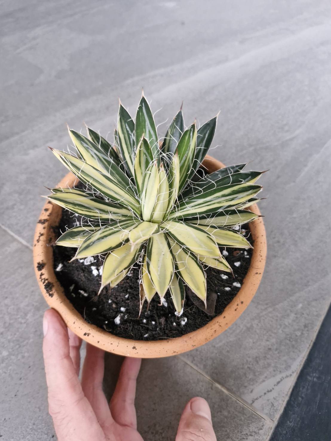 Agave filifera variegata - Image 7