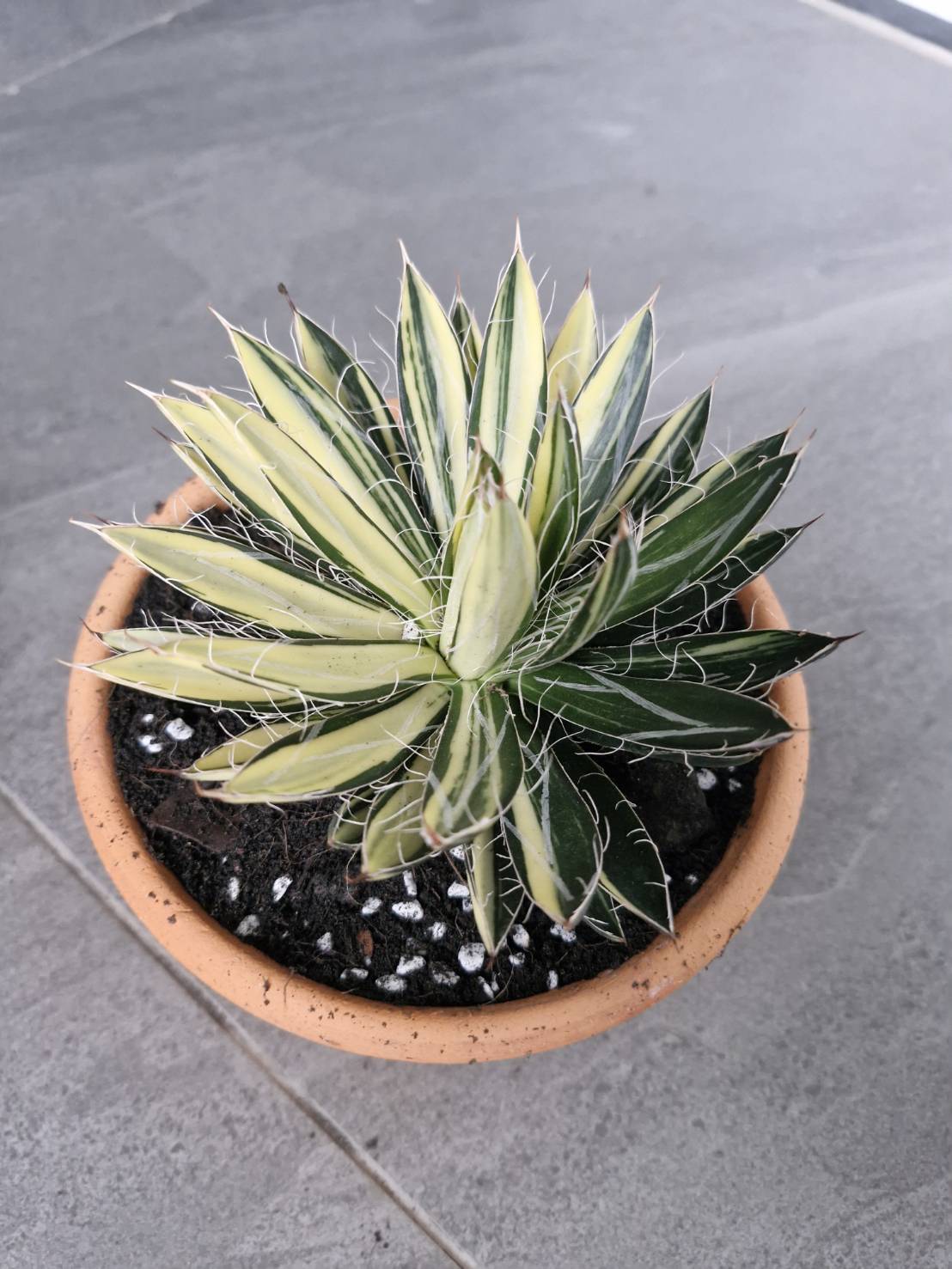 Agave filifera variegata - Image 6
