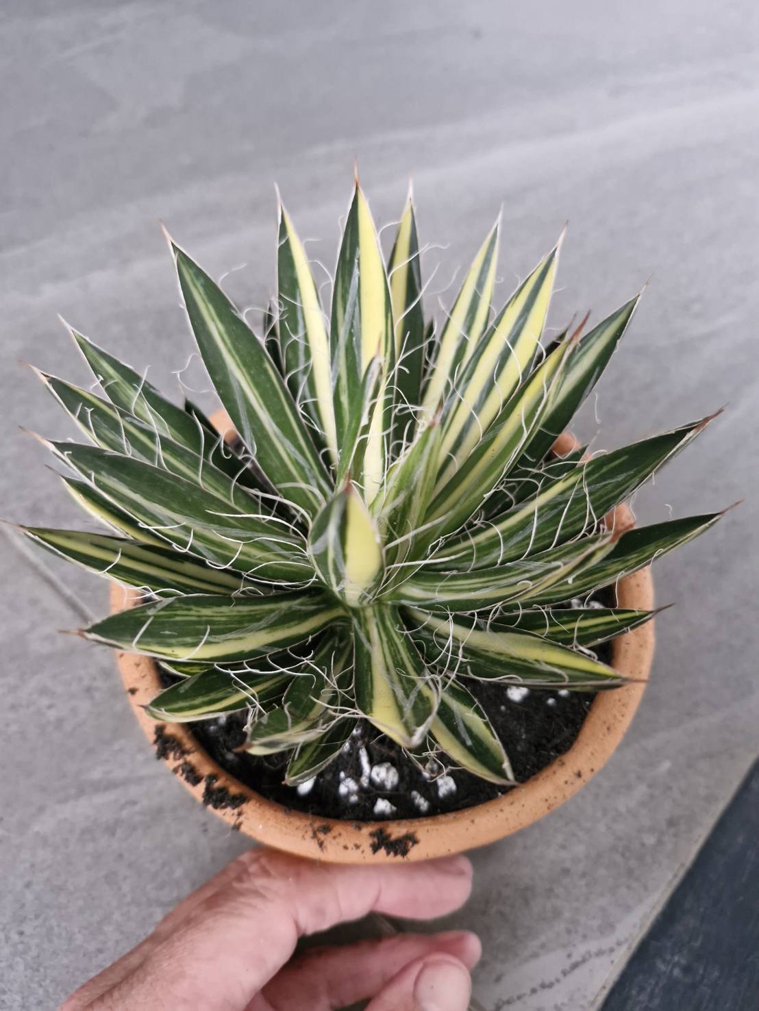 Agave filifera variegata - Image 5