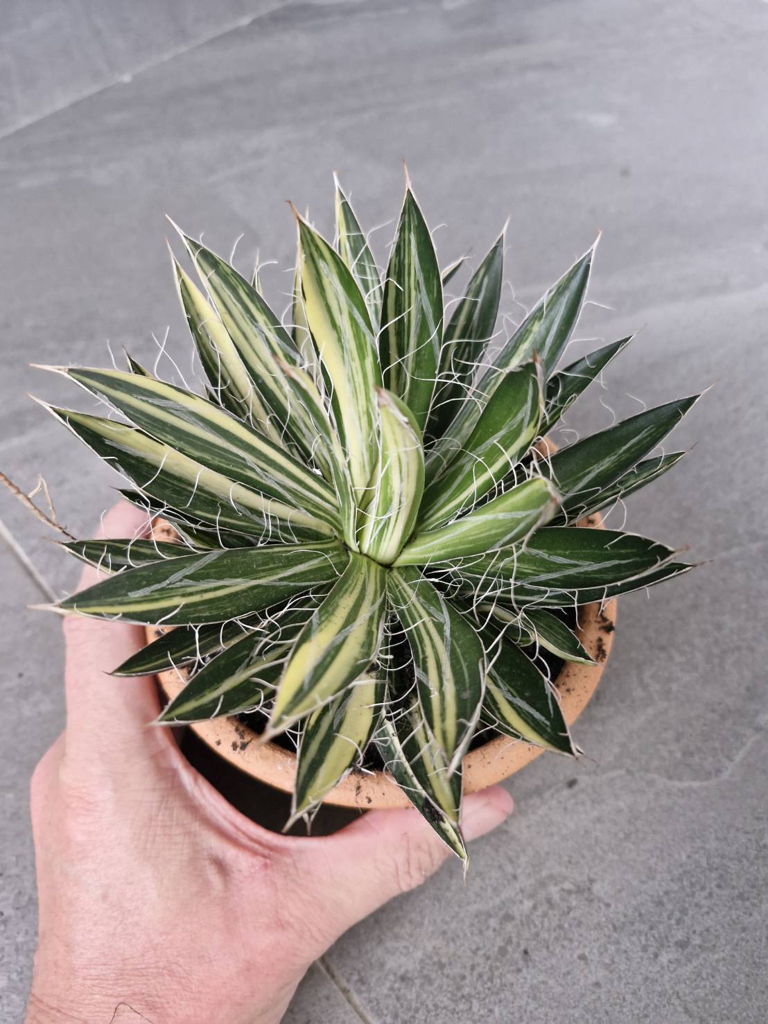 Agave filifera variegata - Image 4