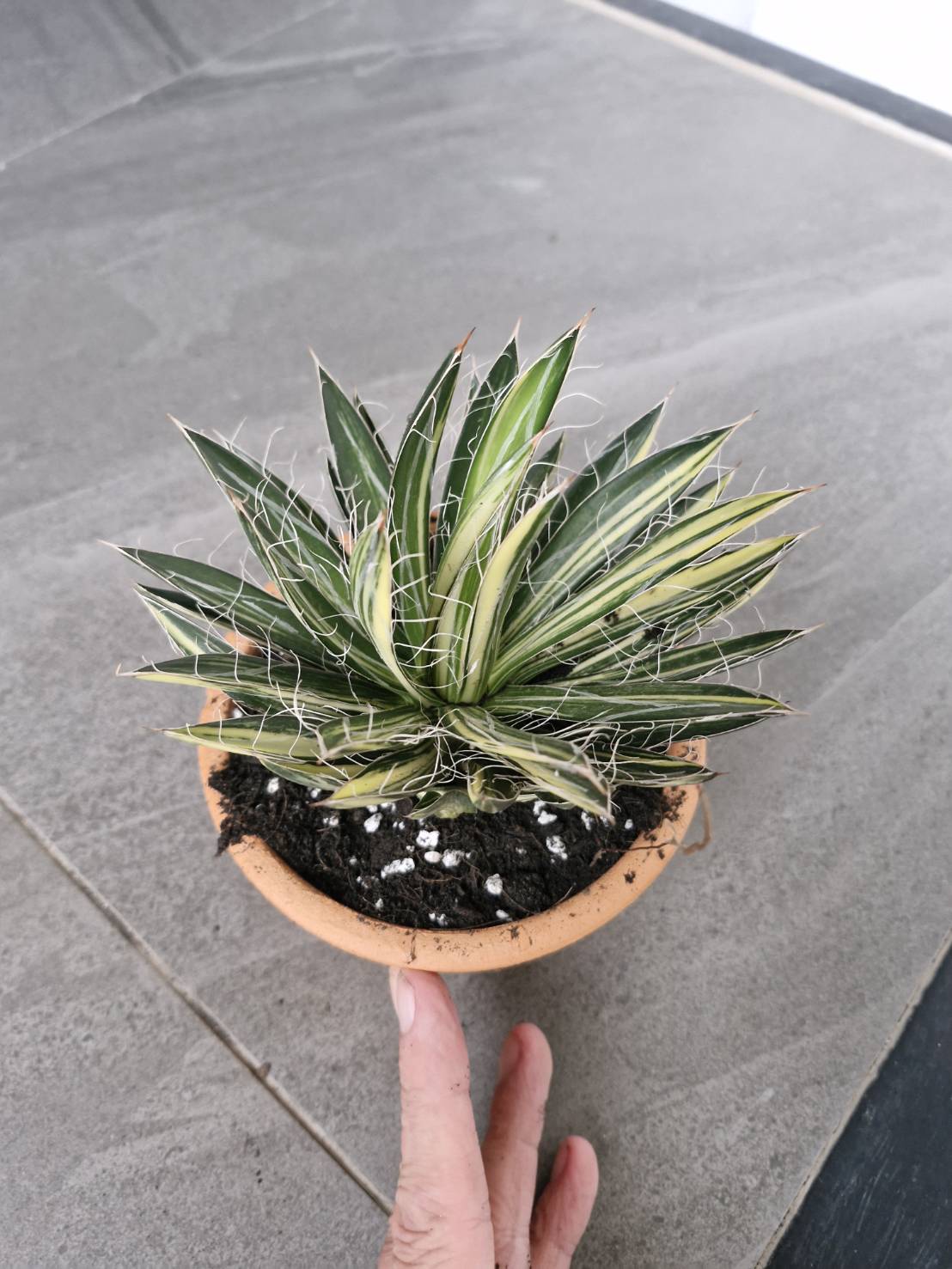 Agave filifera variegata - Image 3