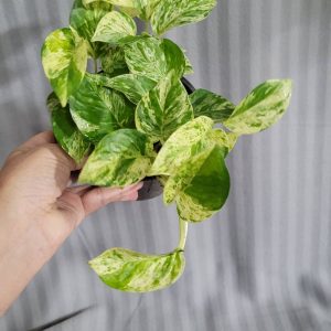 Pothos marbled