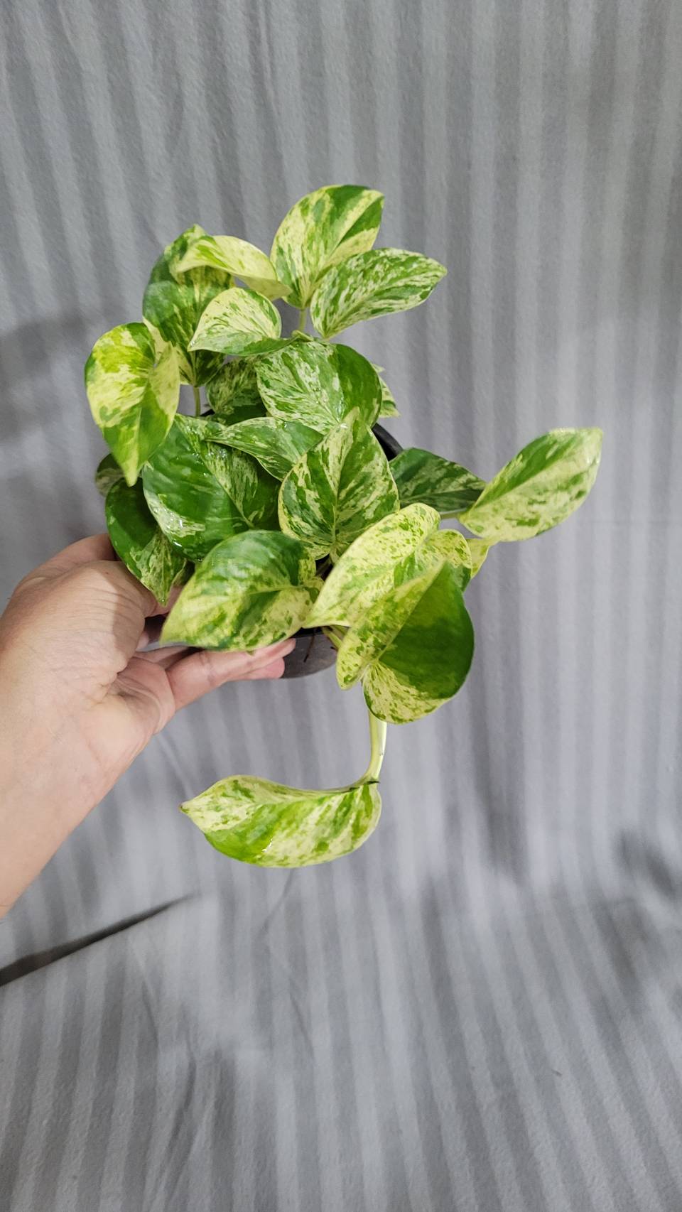 Pothos marbled