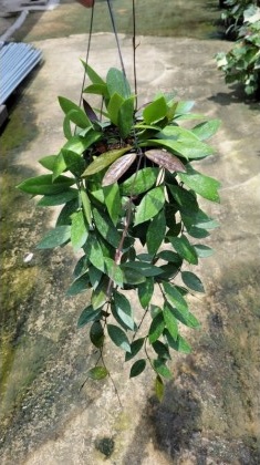Hoya memoria (large)