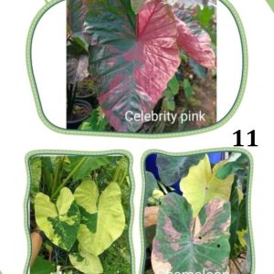 Colocasia NEW HYBRID seeds nr 11