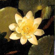 Nymphaea ampla.