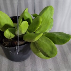 Dischidia (rafflesiana) Major