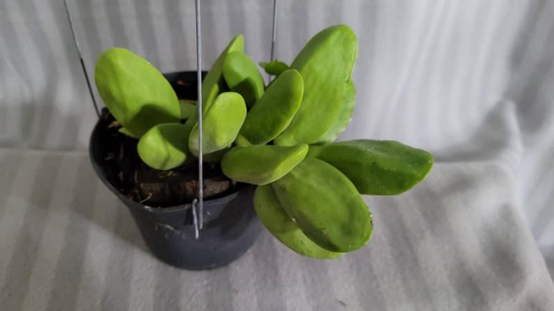 Dischidia (rafflesiana) Major