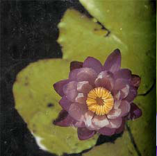 Nymphaea gigantea var. violacea.