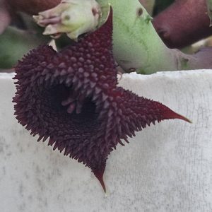 Huernia pendurata