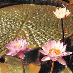 Nymphaea gigantea intermediate rorm L. foreground;