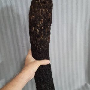 Brainea insignis large 50-60cm trunk