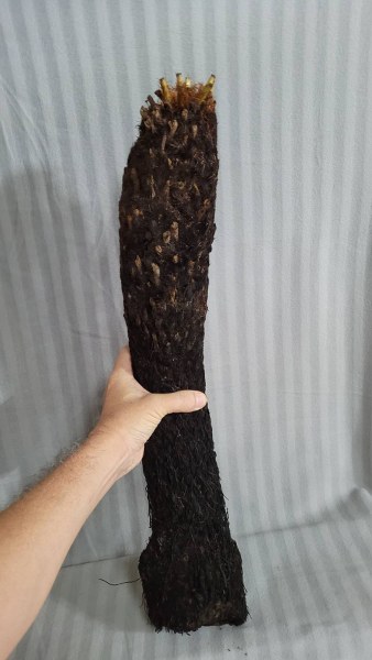 Brainea insignis large 50-60cm trunk