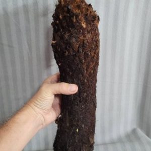 Brainea insignis 30cm trunk