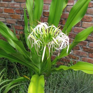 Crinum asiaticum