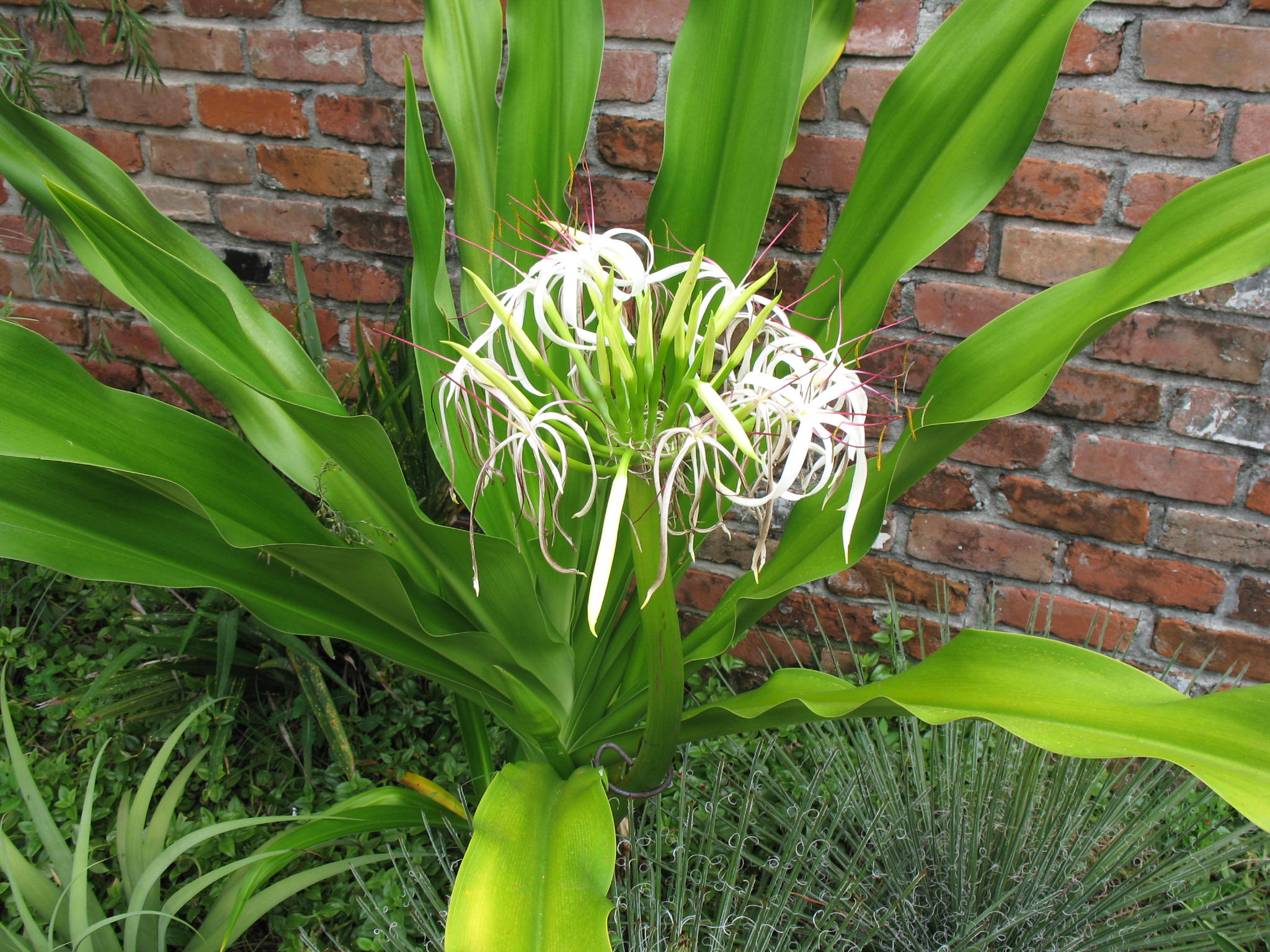 Crinum asiaticum