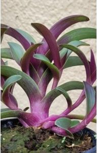 Cyanotis obtusa