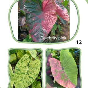 Colocasia NEW HYBRID seeds nr 12