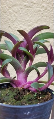 Cyanotis obtusa