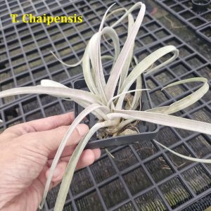 Tillandsia chiapensis