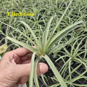Tillandsia 'Hedi Gulz'