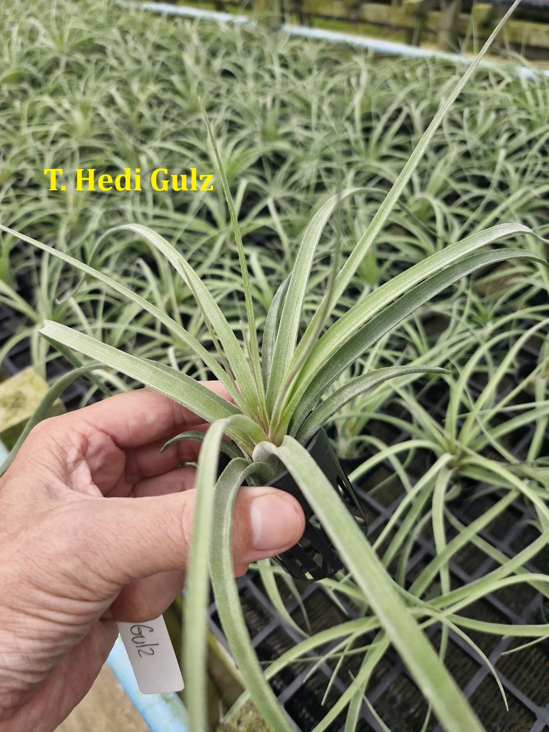 Tillandsia 'Hedi Gulz'