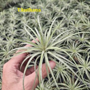 Tillandsia ku-thana